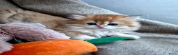British Shorthair cats for sale: British shorthair lonhsir kittens - Advert 3