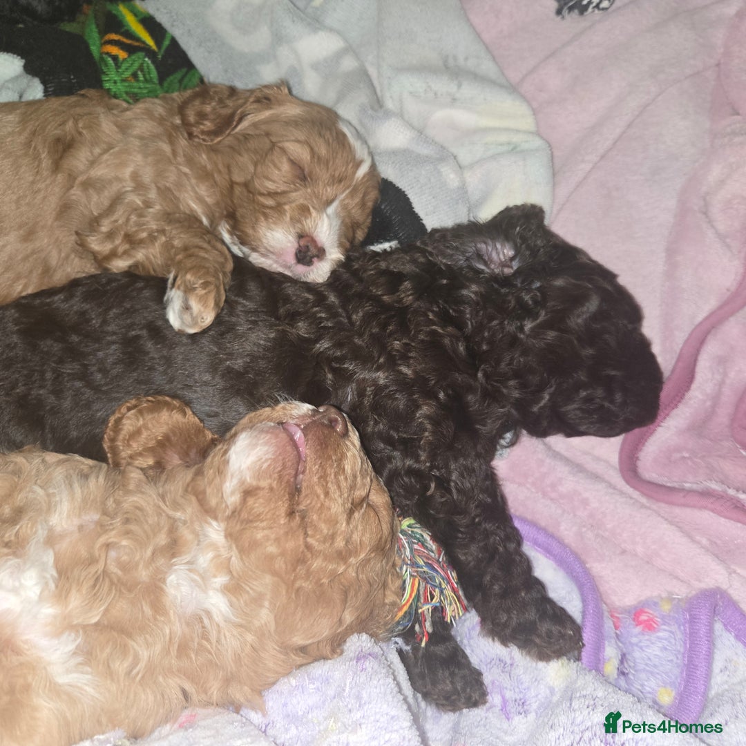 Cavapoo dogs for sale: Teddy bear cavapoo  - Advert 27