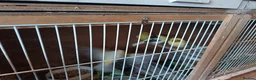 Canaries birds for sale: 5 unsexed canaries  - Advert 1
