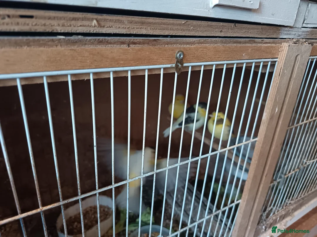 Canaries birds for sale: 5 unsexed canaries  - Advert 1
