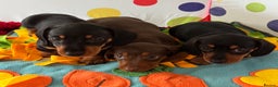 Dachshund dogs for sale: Mini dachshund puppies, PRA clear, health tested - Advert 13
