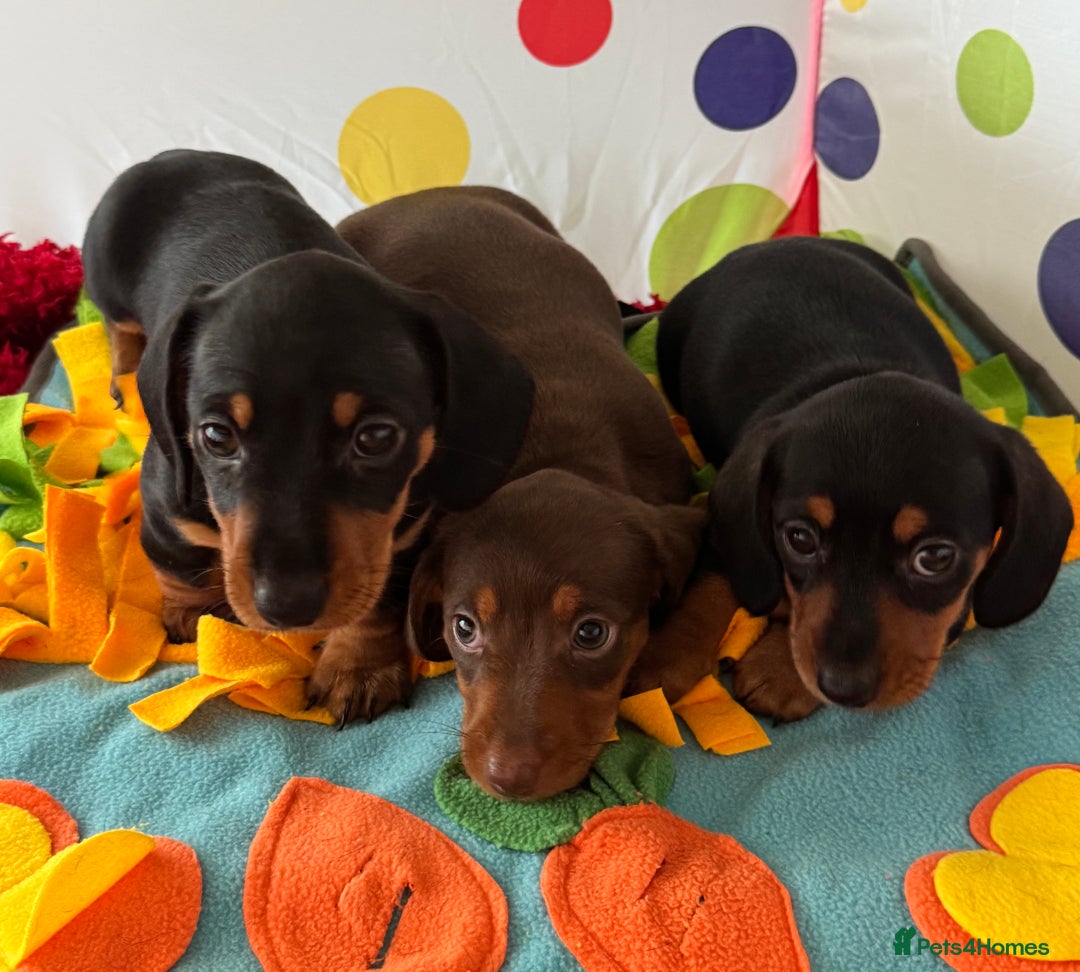 Dachshund dogs for sale: Mini dachshund puppies, PRA clear, health tested - Advert 13