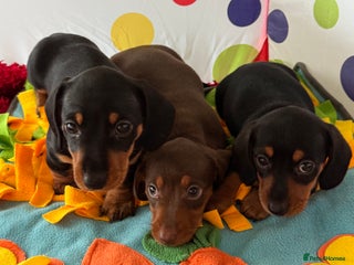 Dachshund dogs - Advert 10