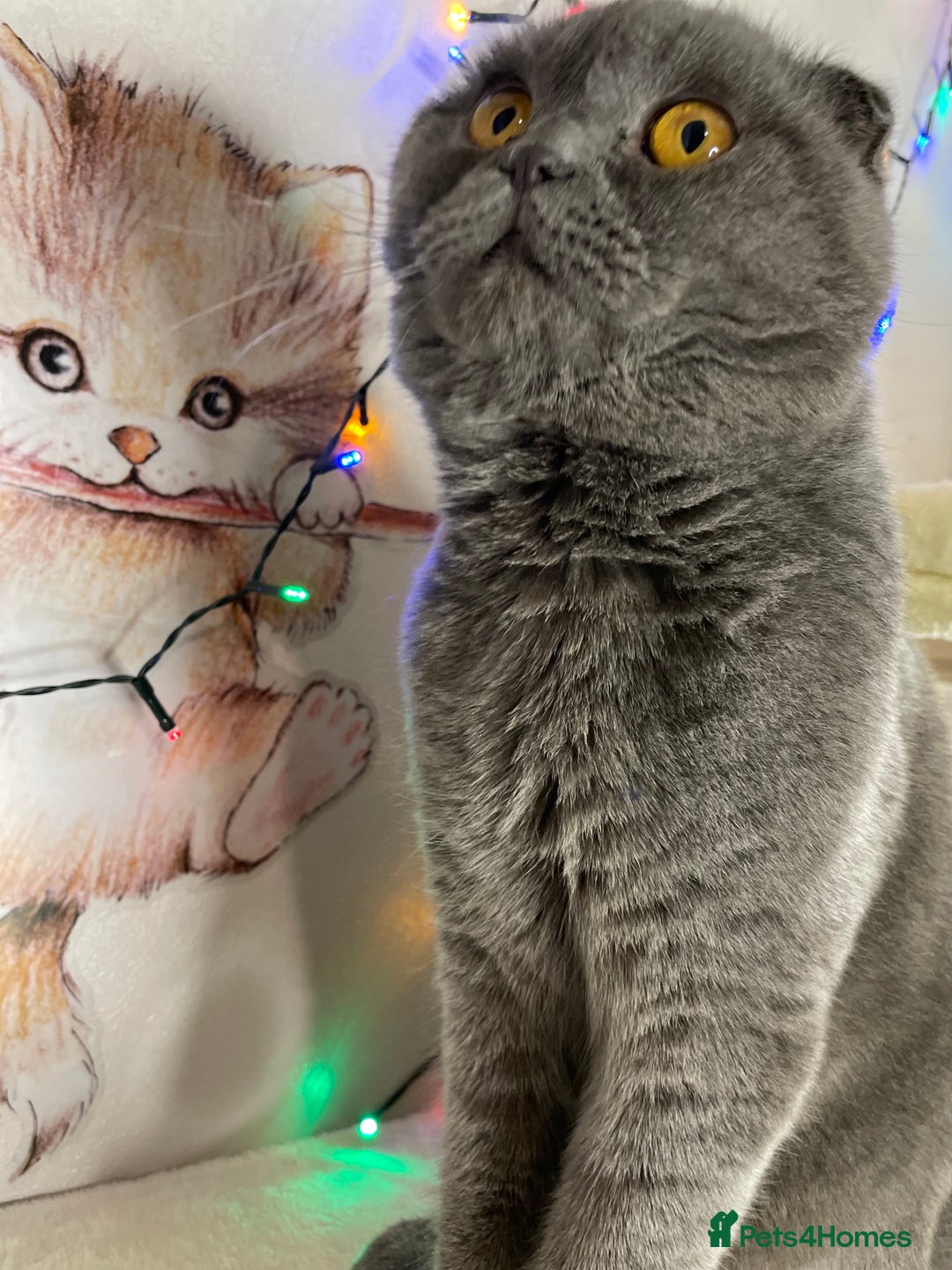 Scottish Fold cats for sale: Scottish fold male cat for rehome.  - Advert 7