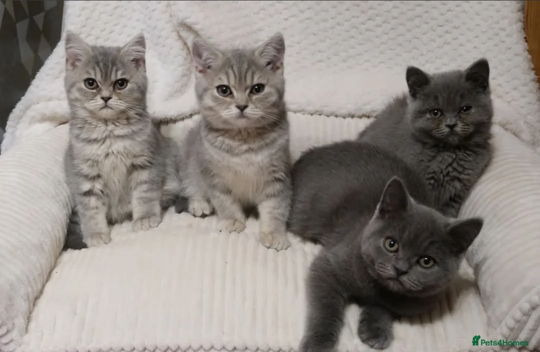 British Shorthair cats for stud: Blue British shorthair Stud - Advert 2