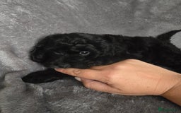 Cavapoo dogs for sale: Cavapoo Puppies Boys - Image 3