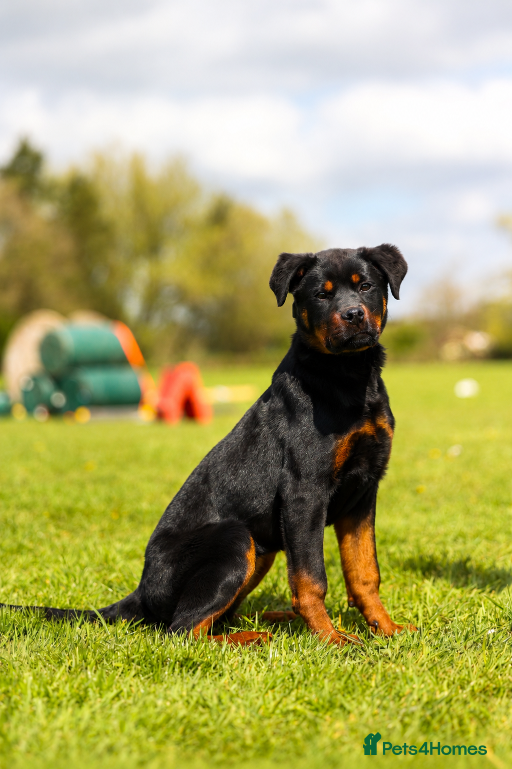 Rottweiler dogs Female Rottwieler - Roma  - Advert 1