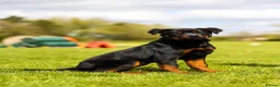 Rottweiler dogs for sale: Female Rottwieler - Roma  - Advert 1