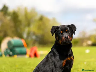 Rottweiler dogs Female Rottwieler - Roma - Advert 1