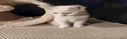 Mixed Breed cats for sale: 1 pure white girl kitten left for sale  - Advert 3