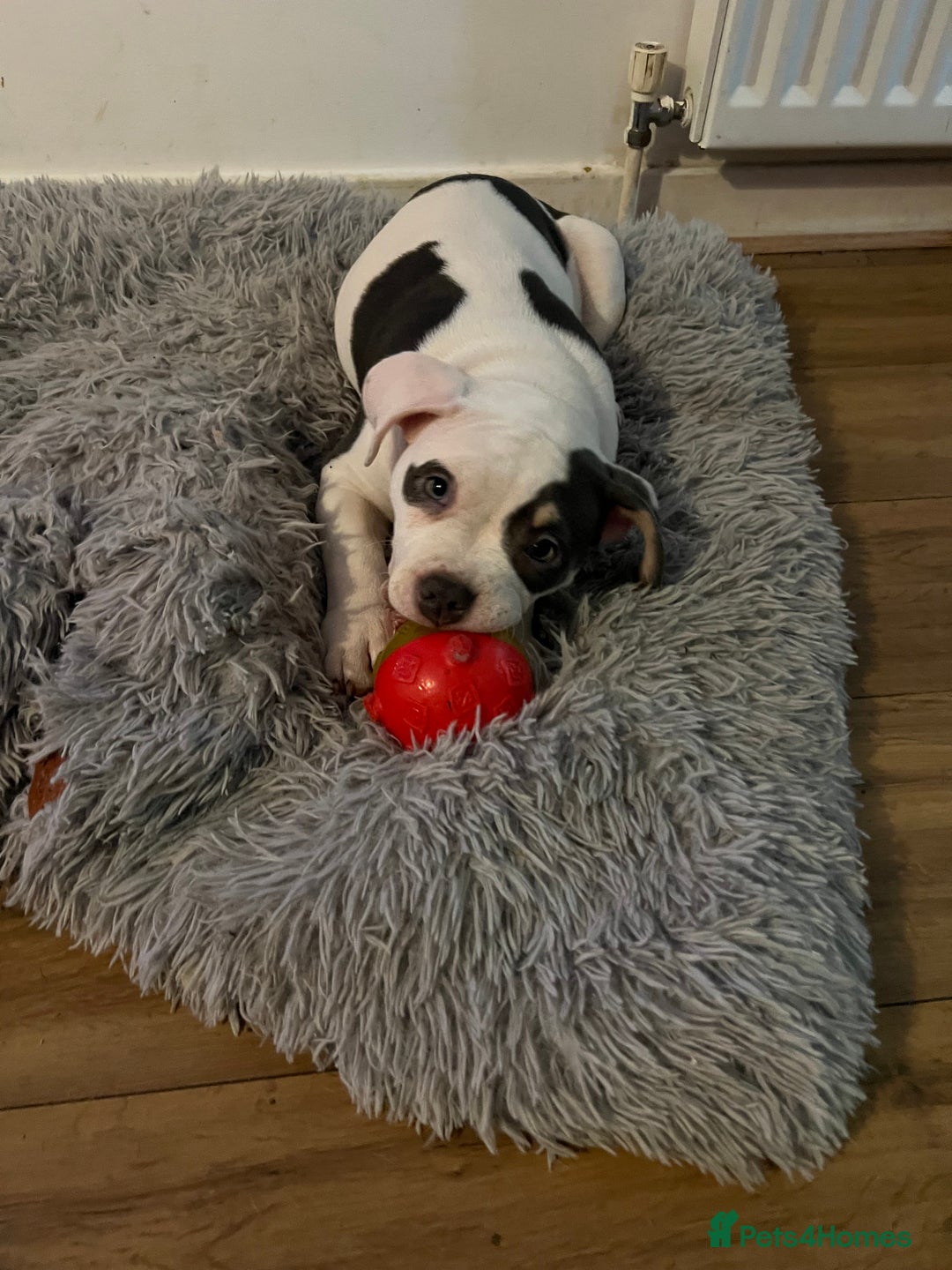 American Bully dogs for sale: Pocket Bully puppy GIRL - FOR SALE - Advert 7