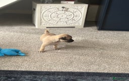 Pug dogs for sale: 2 beautiful babies - Image 5