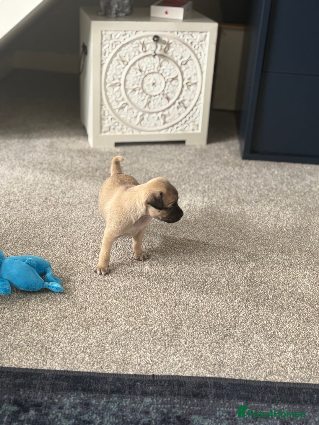 Pug dogs for sale: 2 beautiful babies - Image 5