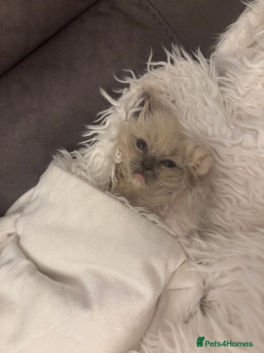 Ragdoll cats for sale: Beautiful ragdoll READY NOW - Advert 7