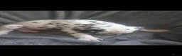 Dalmatian dogs for sale: Kc registered stunning dalmatian puppies  - Advert 9