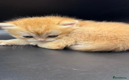 British Shorthair cats for sale: BSH GCCF GOLDEN AND BLUE KITTENS  - Image 17