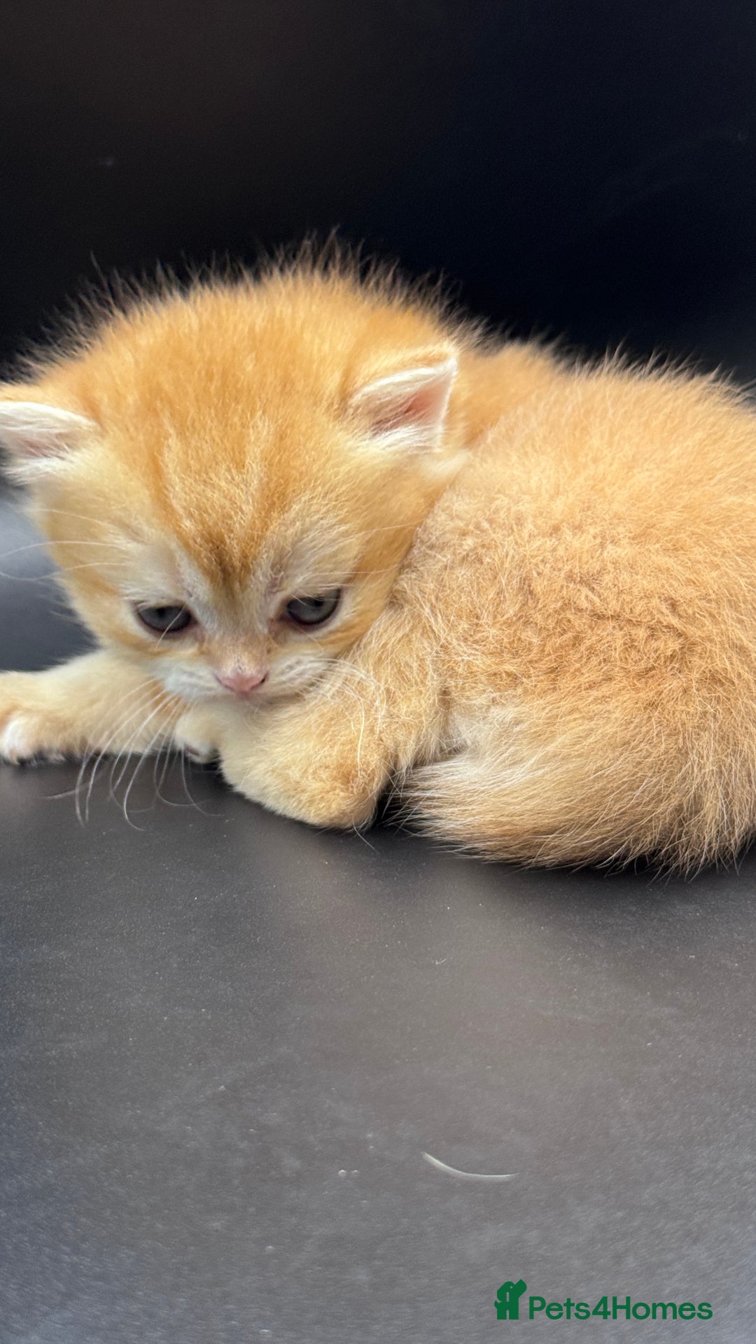 British Shorthair cats for sale: BSH GCCF GOLDEN AND BLUE KITTENS  - Image 17