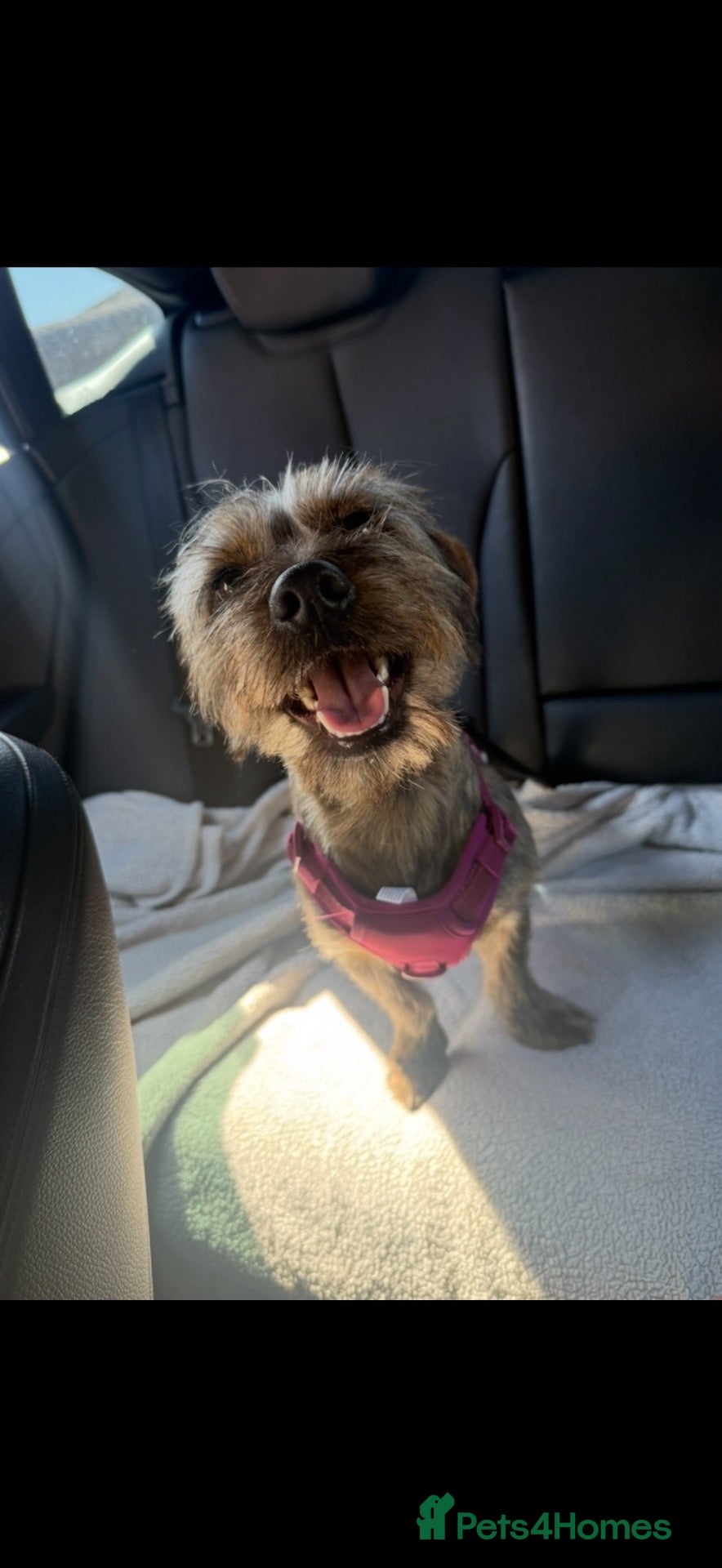 Mixed Breed dogs Loving, 1 year old Energetic Boy - Advert 1