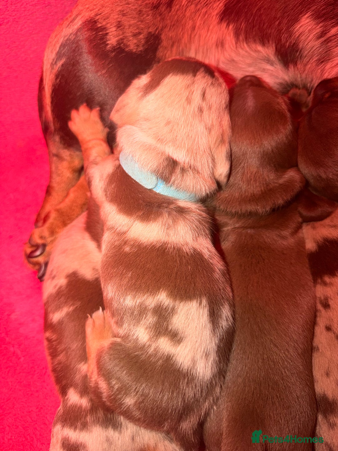 Miniature Dachshund dogs for sale: Miniature Dachshunds puppy's for sale.  - Advert 23