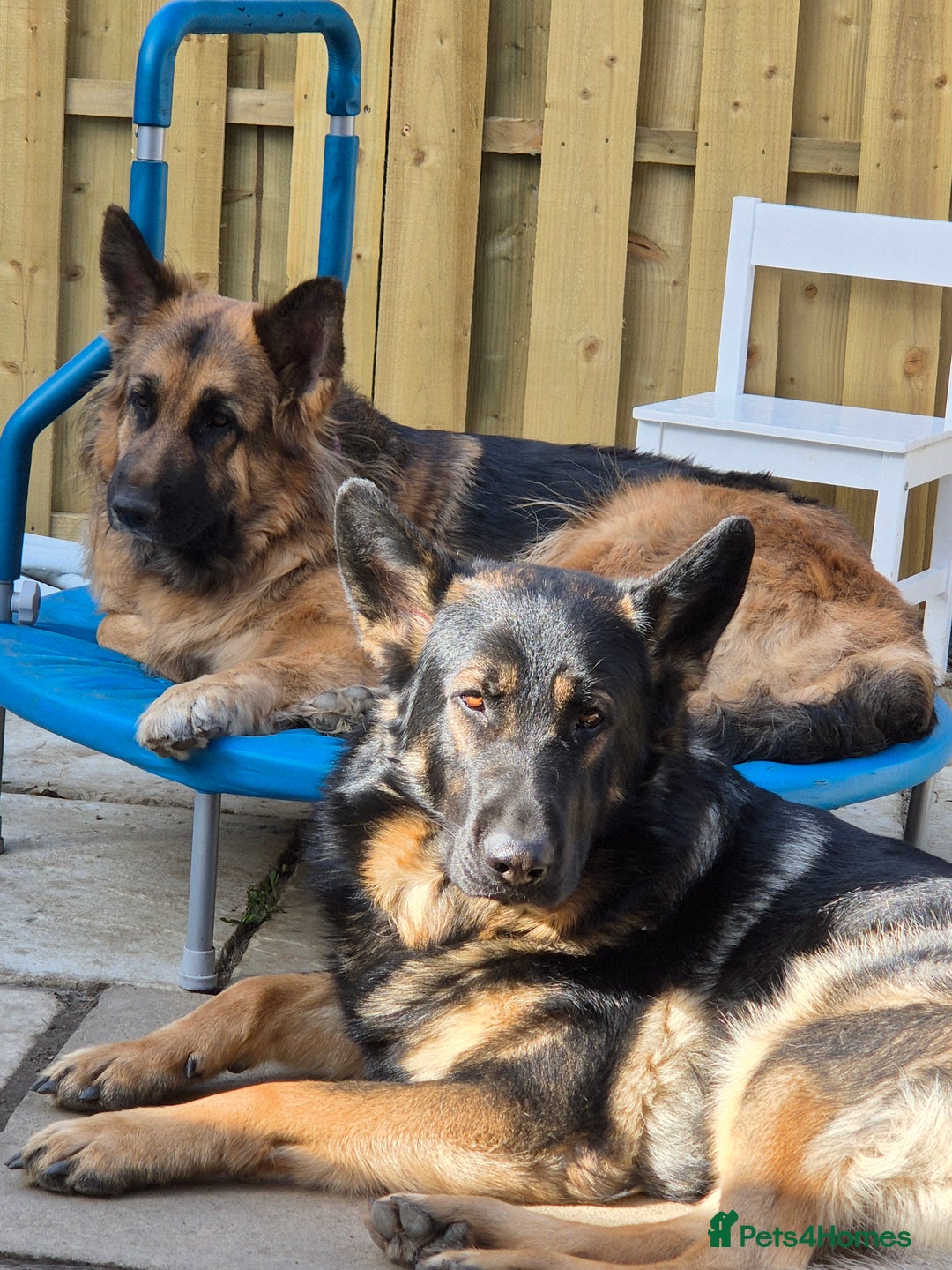 German Shepherd dogs for sale: German shepherd  - Advert 13