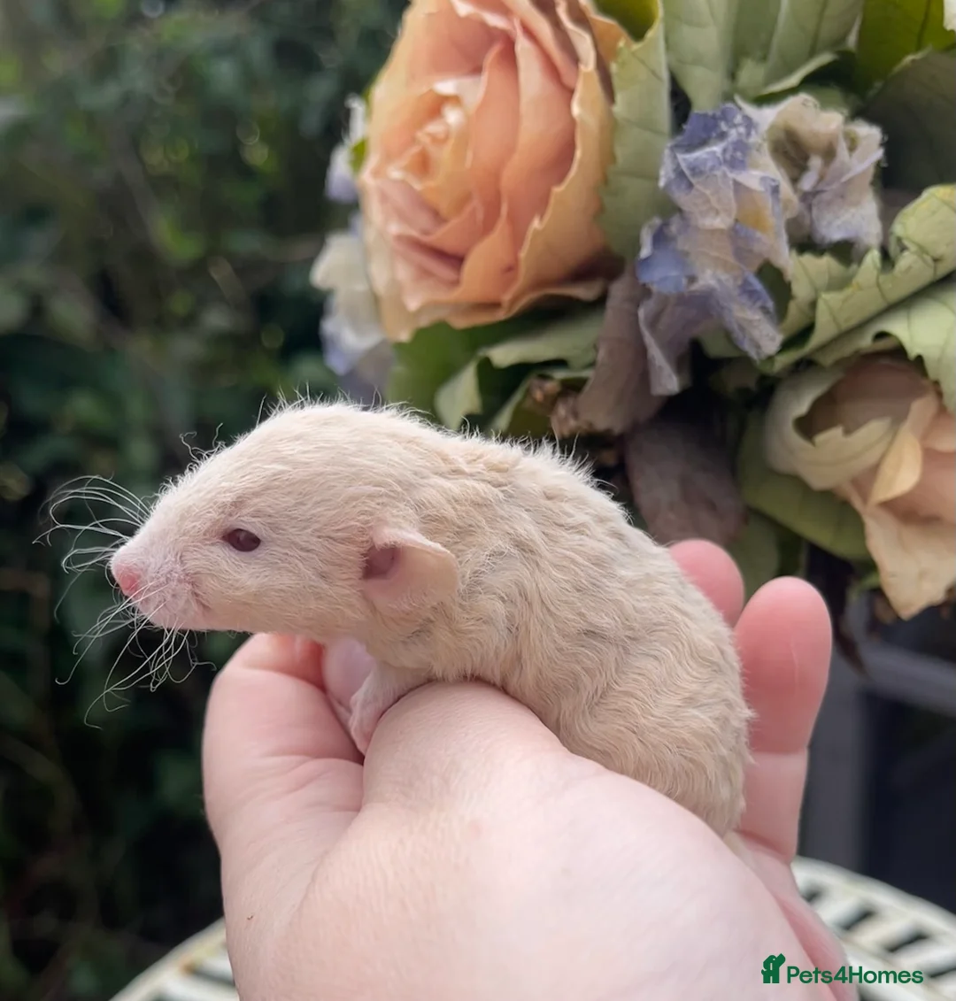Rat rodents for sale: Gorgeous Baby Dumbo Rats for Sale! - Advert 10