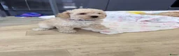 Maltipoo dogs for sale: Beautiful health tested happy Maltipoo puppys  - Advert 24