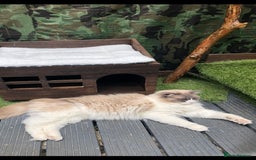 Ragdoll cats for stud: Active Gccf Blue bi Ragdoll in Grantham - Image 15