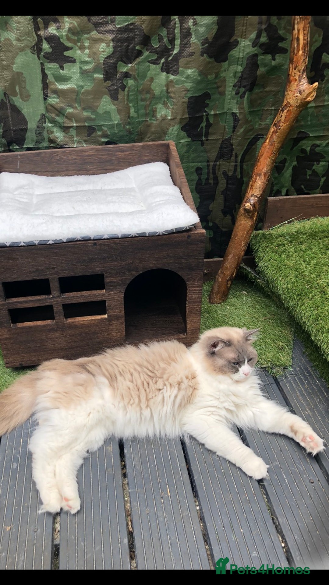 Ragdoll cats for stud: Active Gccf Blue bi Ragdoll in Grantham - Image 15