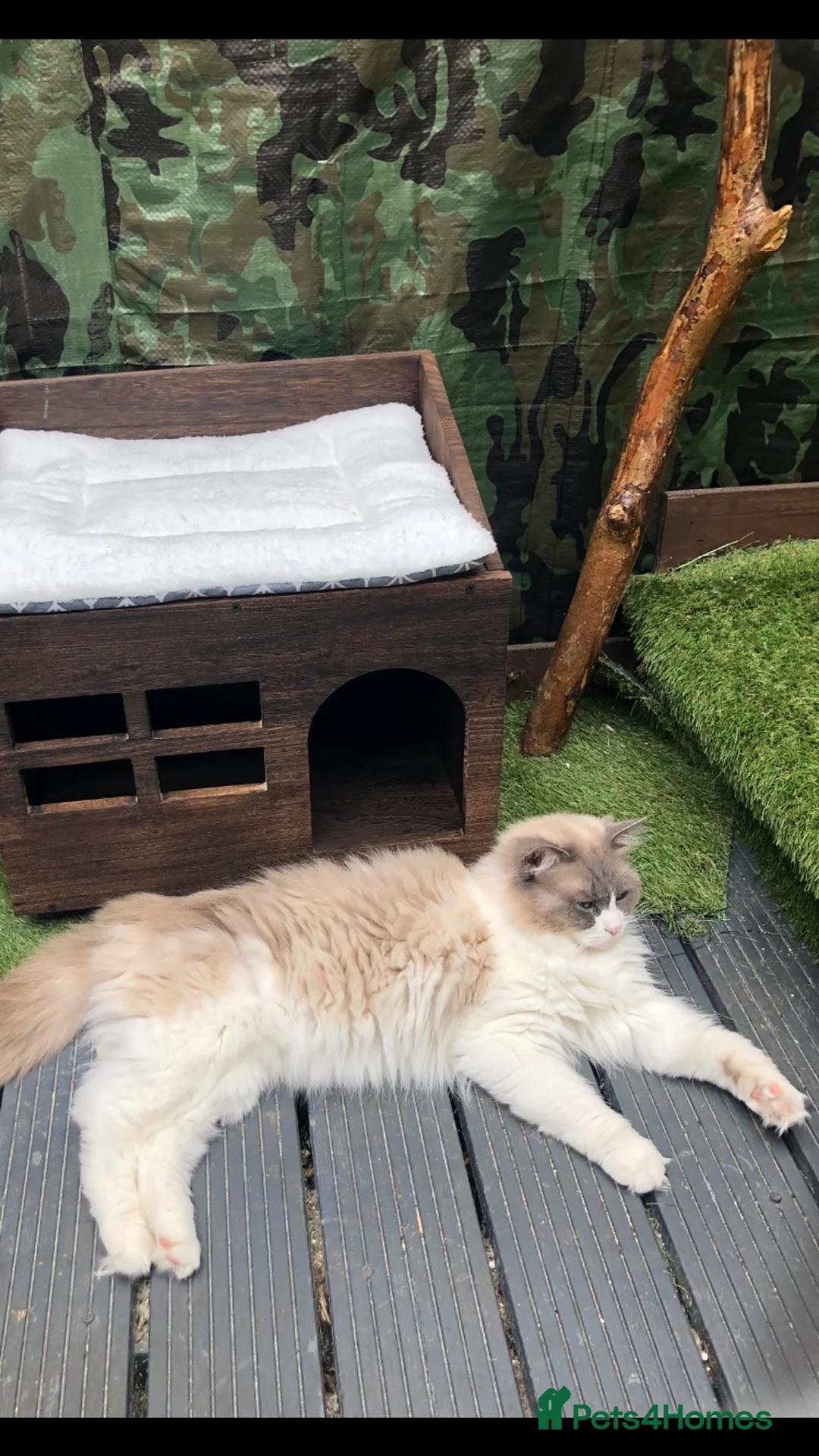 Ragdoll cats for stud: Active Gccf Blue bi Ragdoll in Grantham - Advert 15