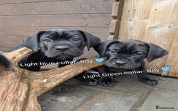 Cane Corso dogs for sale: Cane corso puppies.. - Image 5