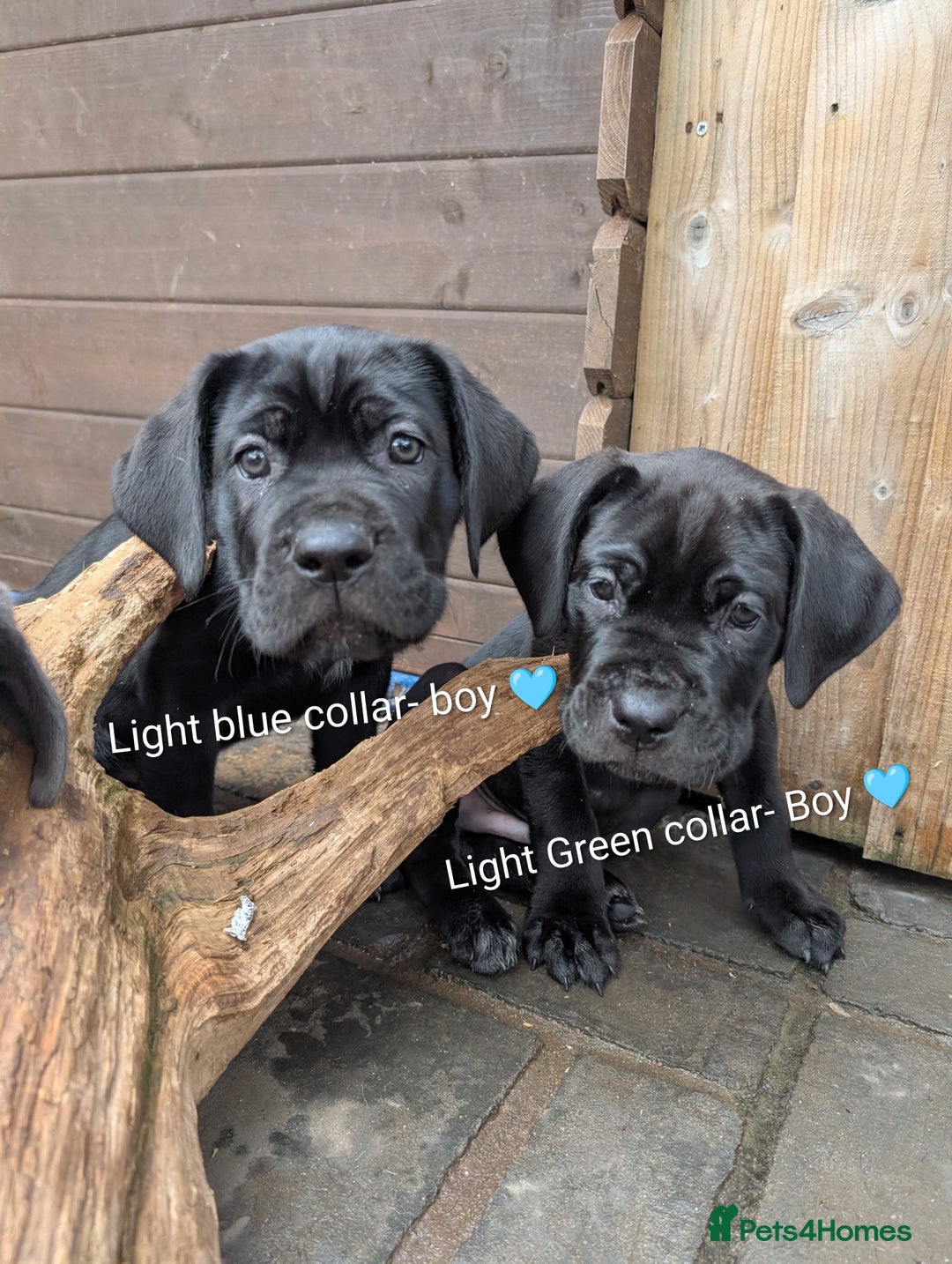 Cane Corso dogs for sale: Cane corso puppies.. - Image 5