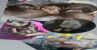 Miniature Dachshund dogs - Advert 5