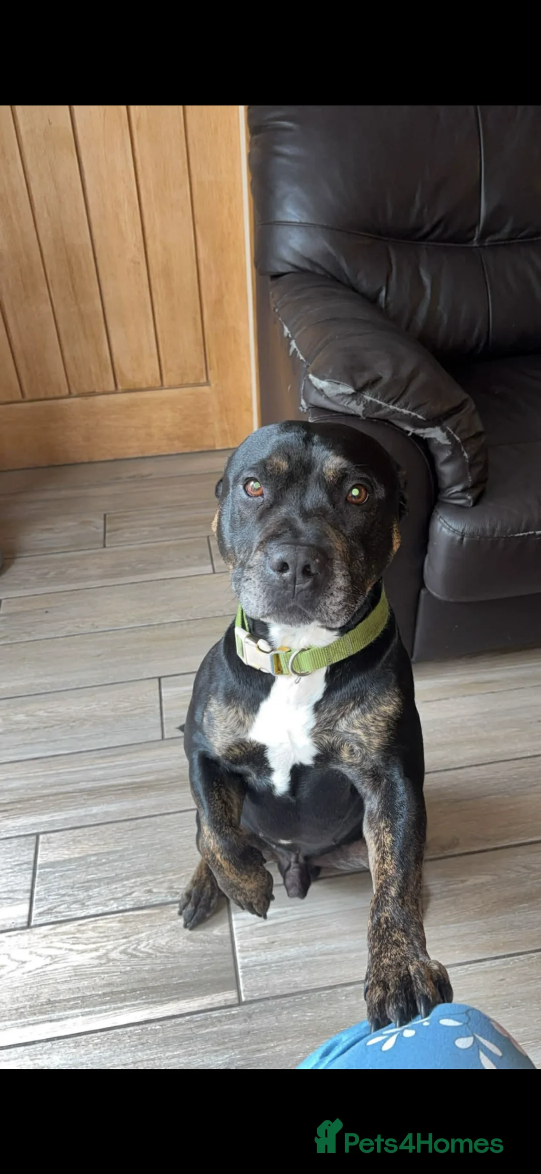Staffordshire Bull Terrier dogs for sale: Staffordshire bull terrier - Advert 2