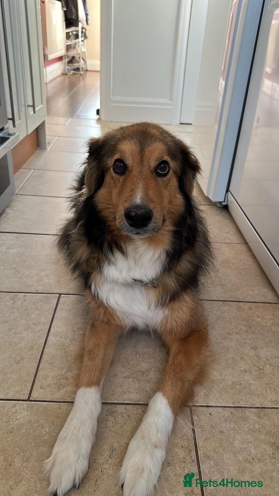 Mixed Breed dogs Rough collie cross male - Advert 1