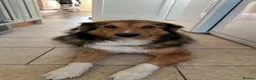 Mixed Breed dogs for sale: Rough collie cross male - Advert 1