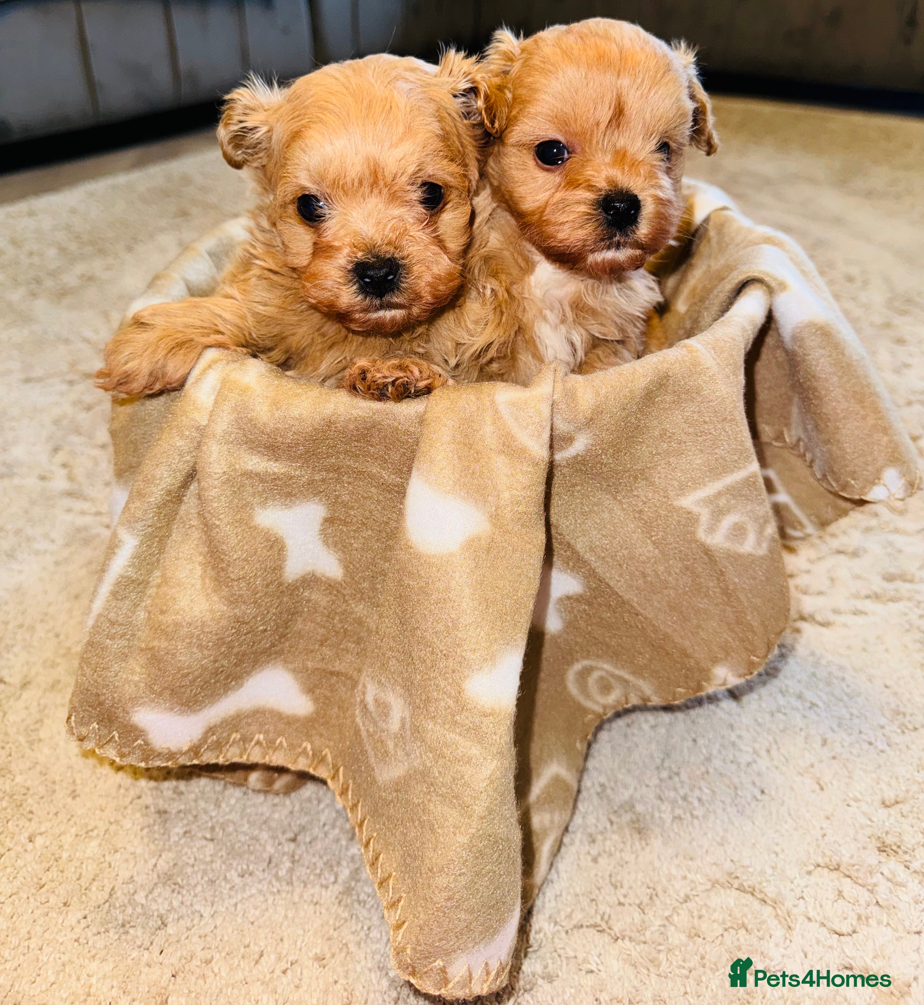 Maltipoo dogs    Beautiful Korean Maltipoo Puppies – 5 Week Old  - Advert 3