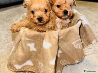 Maltipoo dogs Beautiful Korean Maltipoo Puppies – 5 Week Old - Advert 3