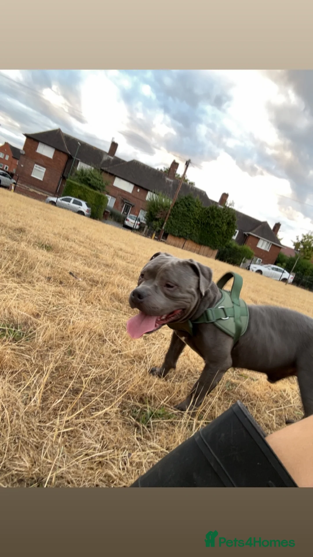 American Bulldog dogs for stud: Bully stud - Advert 1