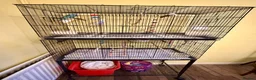 Budgerigars birds for sale: Budgies and double cage for sale in Southampton - Advert 5