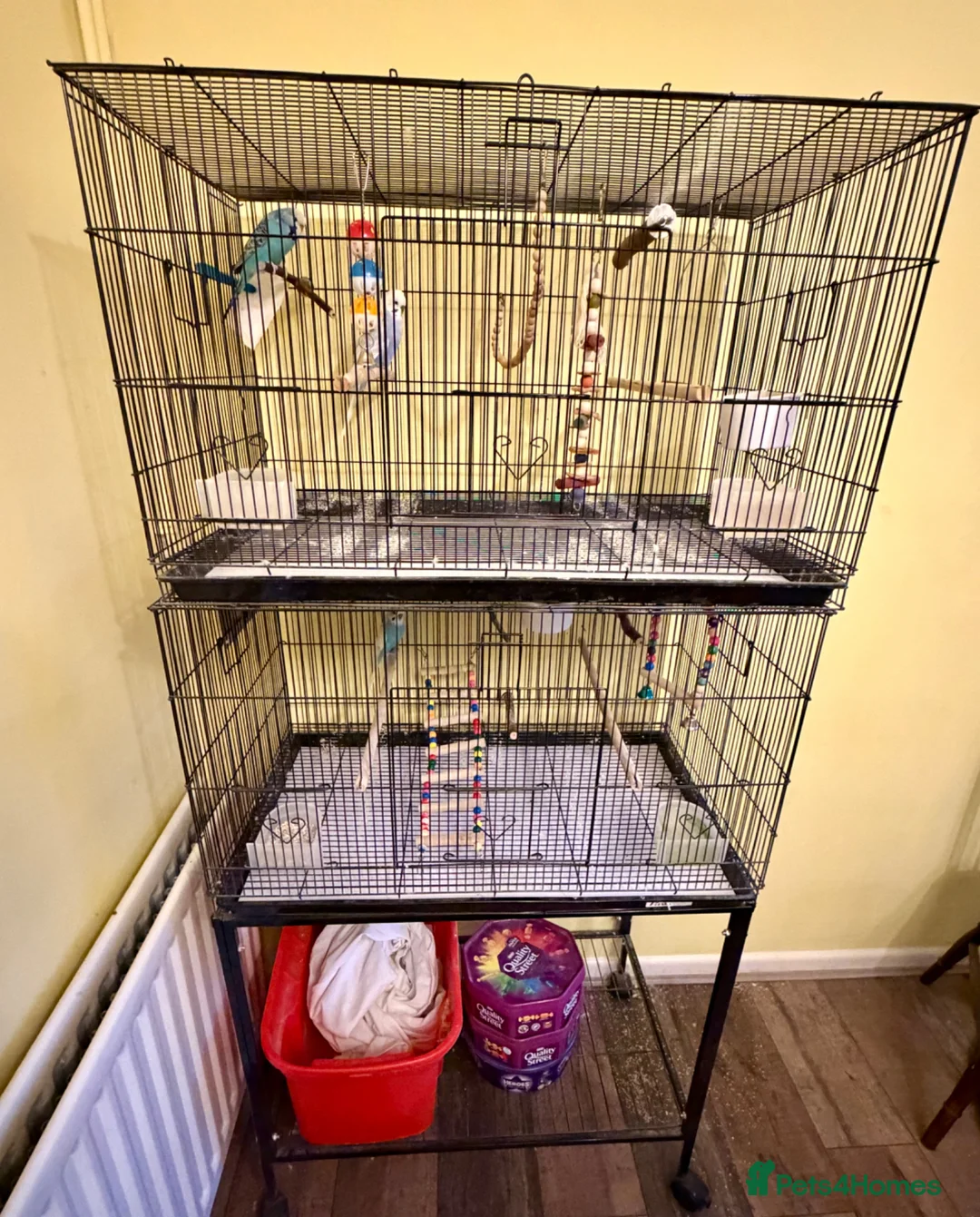 Budgerigars birds for sale: Budgies and double cage for sale in Southampton - Advert 5