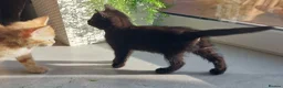 Mixed Breed cats for sale: Adorable Playful Kittens Looking for Home 🐾 - Advert 6