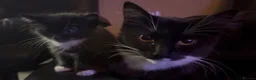 Mixed Breed cats for sale: 2 beautiful boy kittens - Advert 3