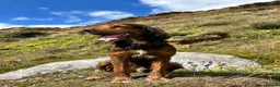Mixed Breed dogs for stud: Proven Sprocker Spaniel For Stud - Advert 6