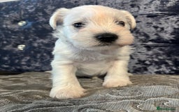 Miniature Schnauzer dogs for sale: Adorable Miniature Schnauzer Puppies KC Reg - Image 13