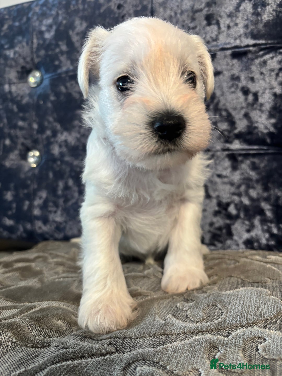 Miniature Schnauzer dogs for sale: Adorable Miniature Schnauzer Puppies KC Reg - Image 13