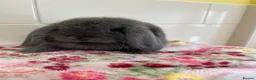 Mini Lop rabbits for sale: Beautiful mini lop ready for new homes  - Advert 12