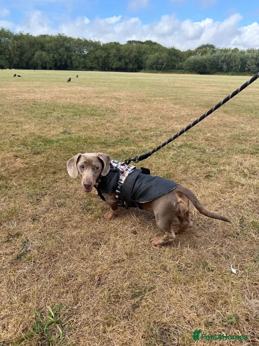 Miniature Dachshund dogs for sale: She is miel  - Advert 6
