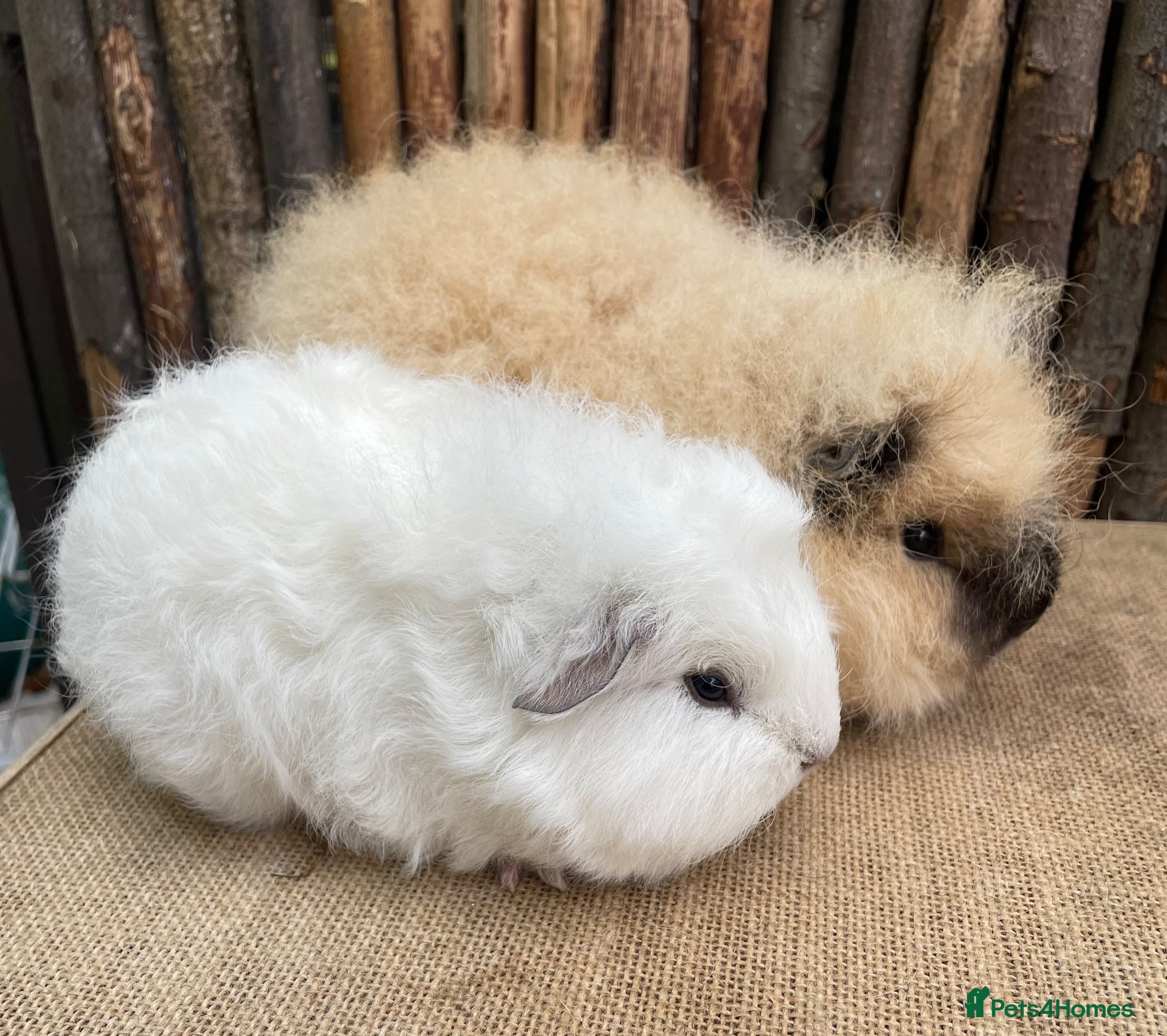 Guinea Pig rodents Swiss teddy babIes  - Advert 1