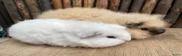 Guinea Pig rodents for sale: Swiss teddy babIes  - Advert 1