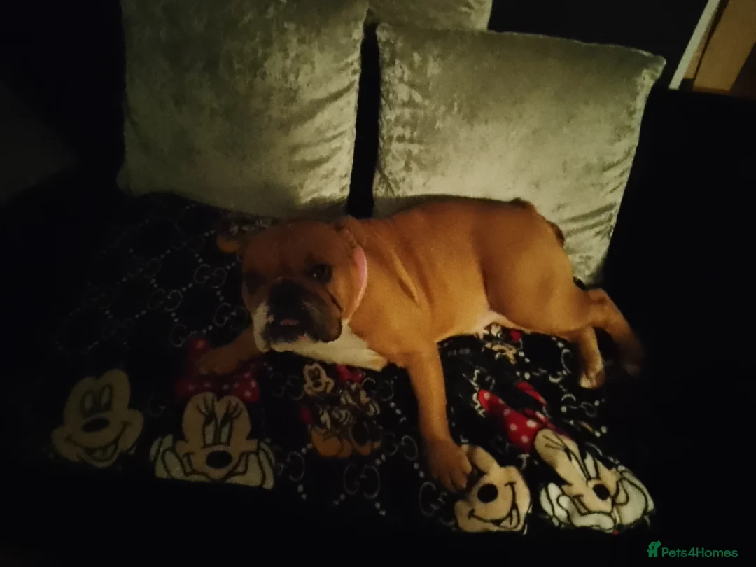 English Bulldog dogs for sale: Miniature English Bulldog  - Advert 2